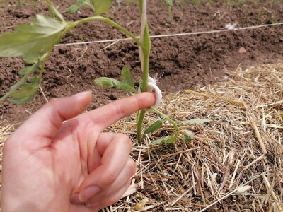 Rasađivanje paradajza