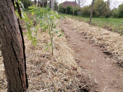 Rasađivanje paradajza