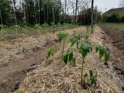 Rasađivanje paradajza