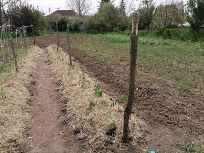 Rasađivanje paradajza