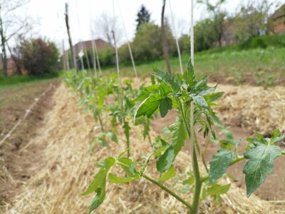 Rasađivanje paradajza