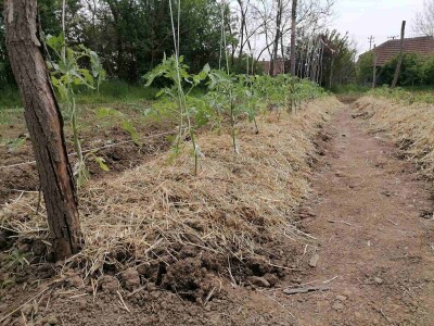 Rasađivanje paradajza