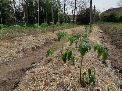 Rasađivanje paradajza