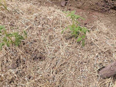 Rasađivanje paradajza