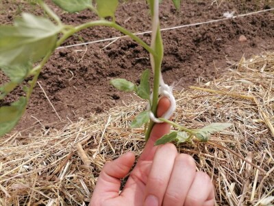 Rasađivanje paradajza