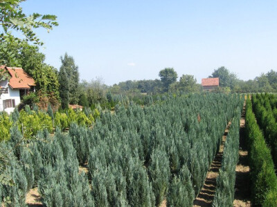 Rasadnik koji odoleva stubu vremena