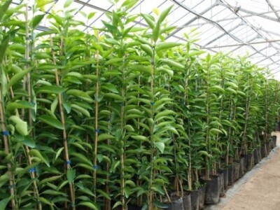 Proizvodnja u stakleniku