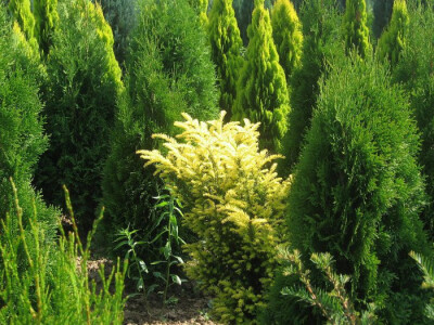 Rasadnik koji odoleva stubu vremena