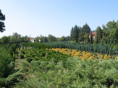 Rasadnik koji odoleva stubu vremena
