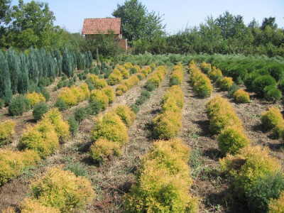 Rasadnik koji odoleva stubu vremena