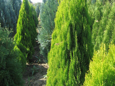 Rasadnik koji odoleva stubu vremena