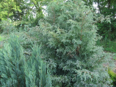 Rasadnik koji odoleva stubu vremena