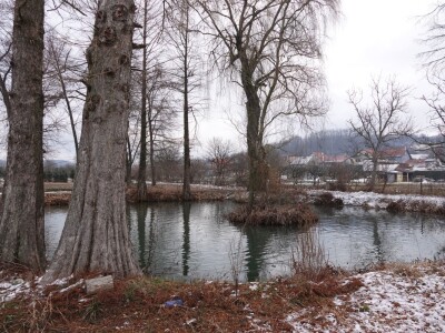 Rasadnik Cernik, UŠP Nova Gradiška