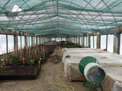 Rasadnik Cernik, UŠP Nova Gradiška