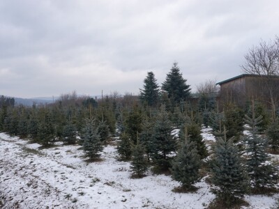 Rasadnik Cernik, UŠP Nova Gradiška