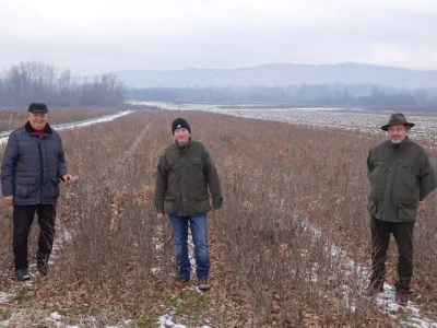 Rasadnik Cernik, UŠP Nova Gradiška