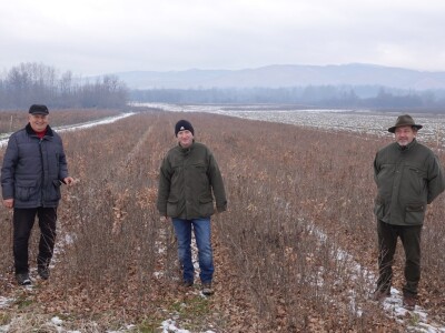 Rasadnik Cernik, UŠP Nova Gradiška