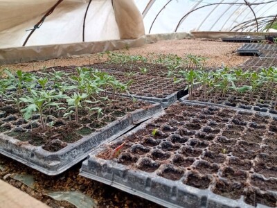 Rasadnik Darka Šojića u Požegi