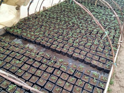 Rasadnik Darka Šojića u Požegi