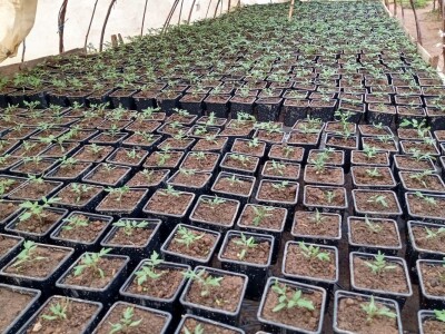 Rasadnik Darka Šojića u Požegi