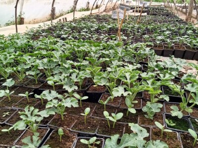 Rasadnik Darka Šojića u Požegi