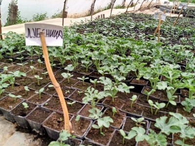 Rasadnik Darka Šojića u Požegi