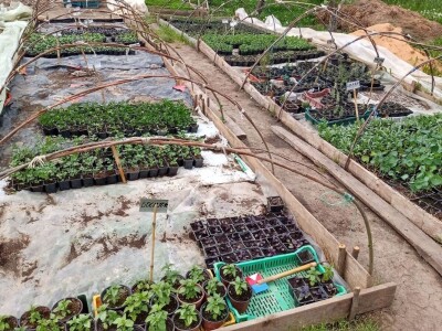 Rasadnik Darka Šojića u Požegi