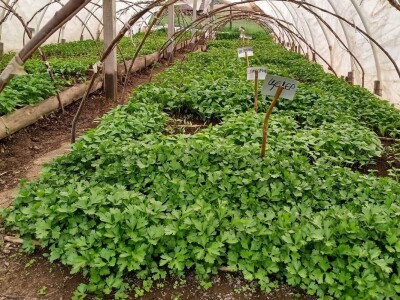 Rasadnik Darka Šojića u Požegi