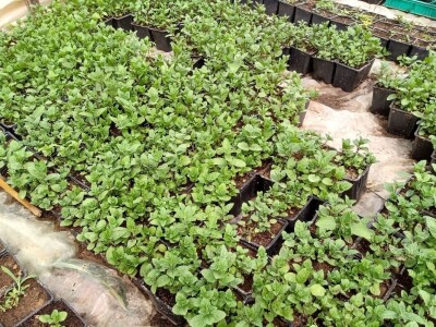 Rasadnik Darka Šojića u Požegi