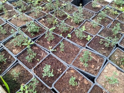 Rasadnik Darka Šojića u Požegi