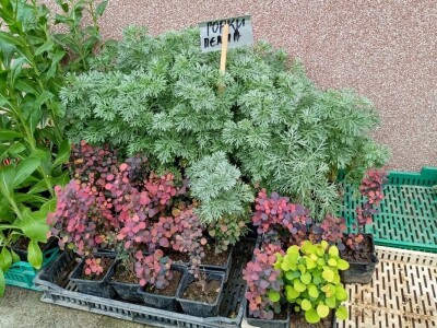 Rasadnik Darka Šojića u Požegi