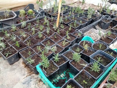 Rasadnik Darka Šojića u Požegi