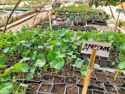 Rasadnik Darka Šojića u Požegi