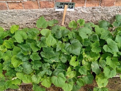 Rasadnik Darka Šojića u Požegi