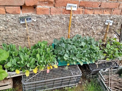 Rasadnik Darka Šojića u Požegi