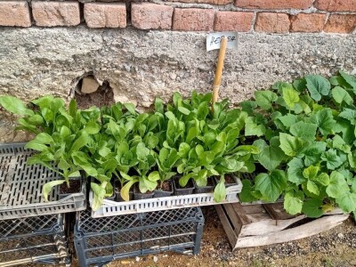 Rasadnik Darka Šojića u Požegi