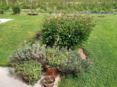 Rasadnik Darka Šojića u Požegi