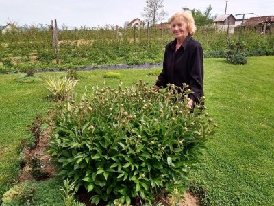 Rasadnik Darka Šojića u Požegi
