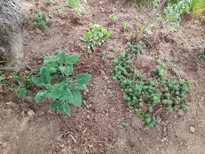 Rasadnik Darka Šojića u Požegi