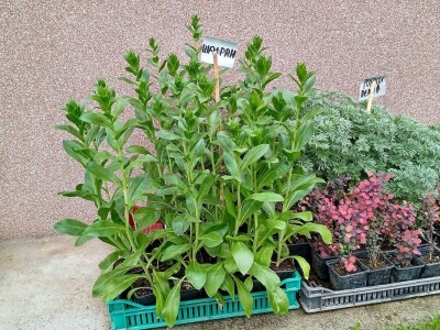 Rasadnik Darka Šojića u Požegi