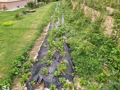 Rasadnik Darka Šojića u Požegi
