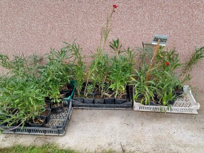 Rasadnik Darka Šojića u Požegi