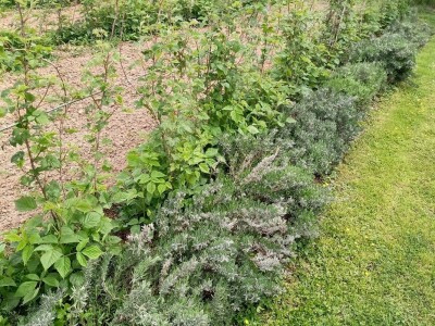 Rasadnik Darka Šojića u Požegi