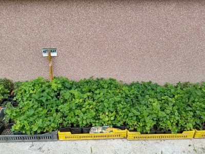 Rasadnik Darka Šojića u Požegi