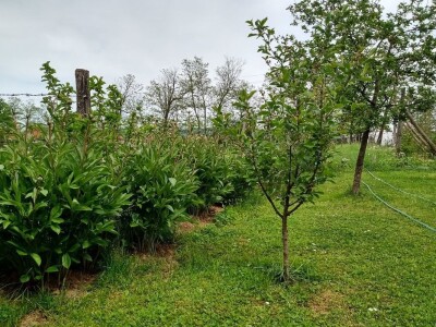 Rasadnik Darka Šojića u Požegi