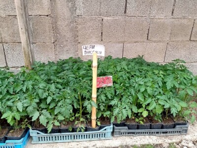 Rasadnik Darka Šojića u Požegi