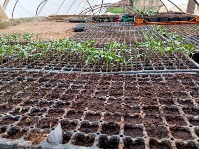 Rasadnik Darka Šojića u Požegi