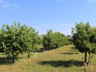 Rasadnik Karolina Osijek Rasadnik Karolina Osijek