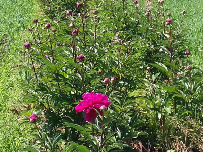 Rascvjetani ostaju, a pupoljci se prodaju