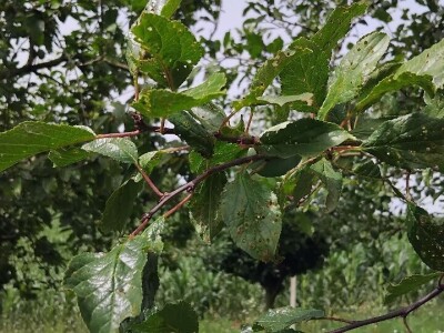 Rast lisne mase na šljivama